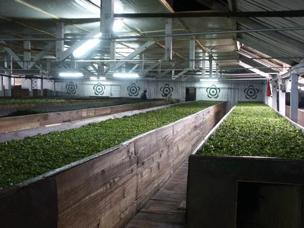 Black Tea Complete Business Setup - Turnkey Solution.! In Just 13 Lacks.
